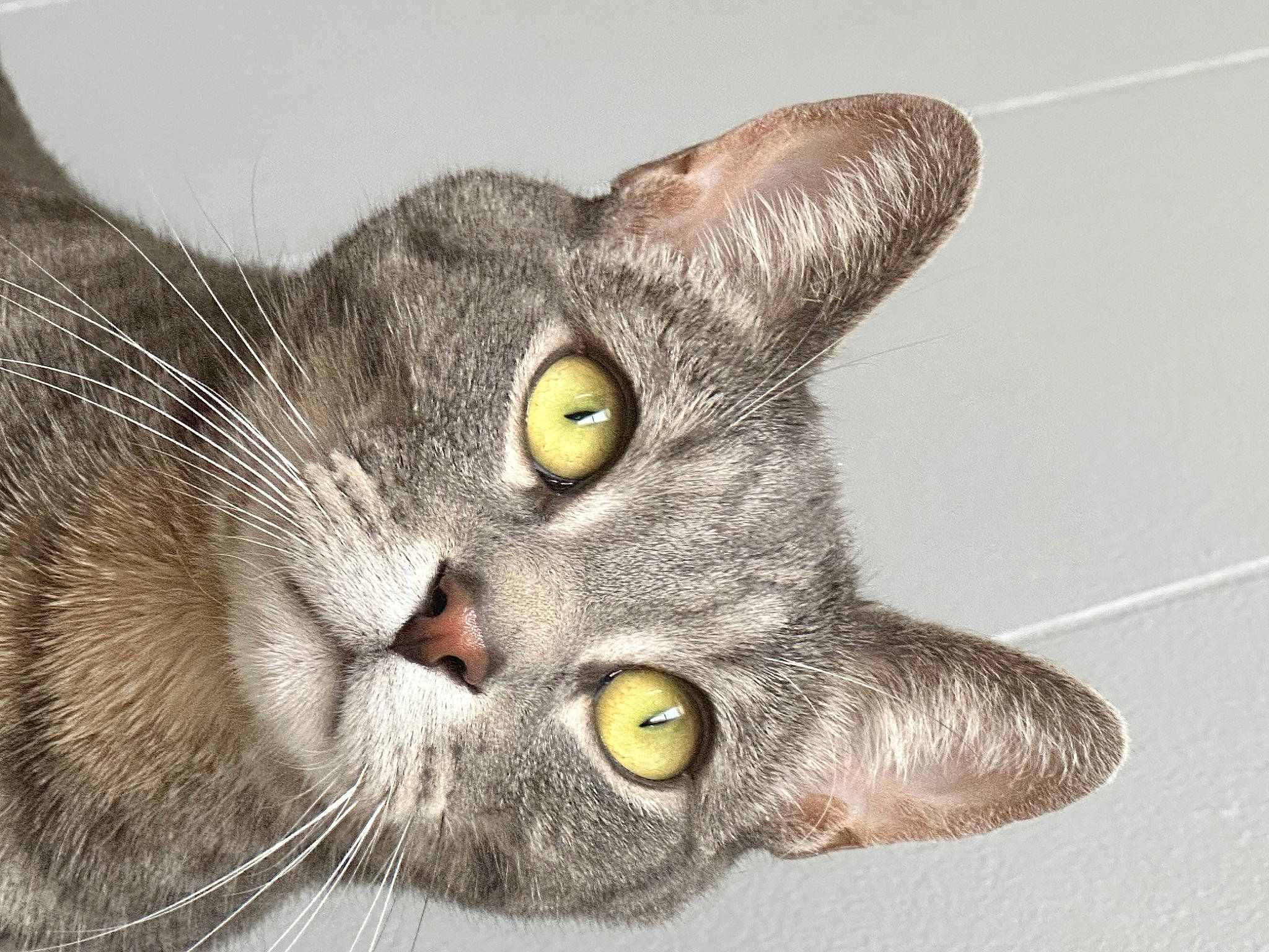 Tame is registered to the contest to win money with this photo: carnivore, cat, close_up, domestic_short_haired_cat, felidae, fur, plant, small_to_medium_sized_cats, snout, whiskers