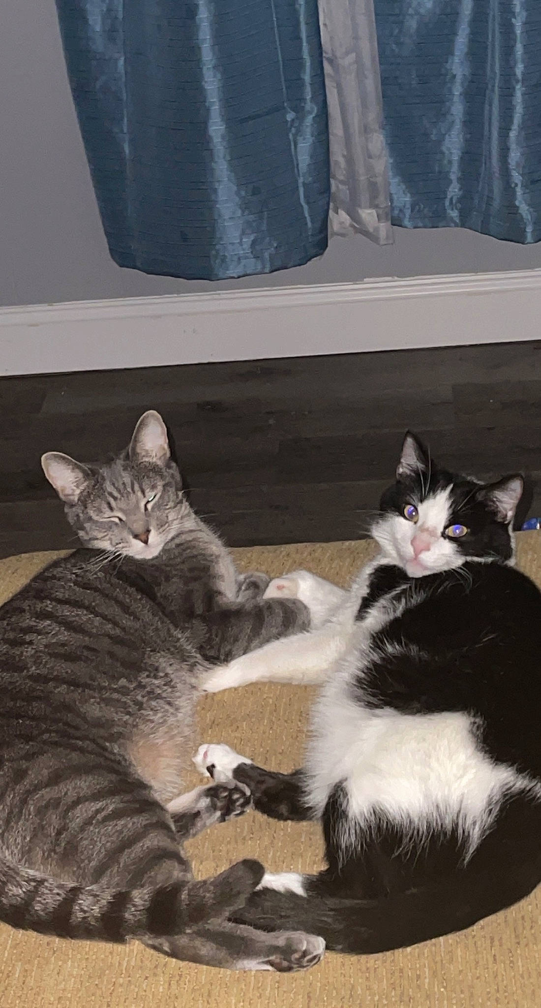 Tame is registered to the contest to win money with this photo: black_cat, carnivore, cat, claw, comfort, domestic_short_haired_cat, felidae, fur, grey, monochrome, monochrome_photography, paw, photo_caption, sand, sitting, small_to_medium_sized_cats, snout, tail, whiskers, window