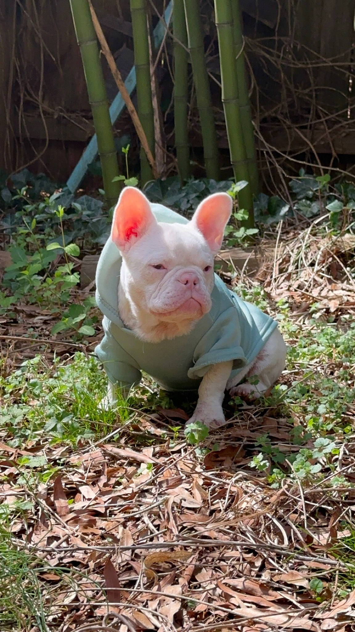 Tatum Chanel is registered to the contest to win money with this photo: art, domestic_pig, ear, fawn, grass, groundcover, livestock, natural_material, piggy_bank, plant, sculpture, snout, soil, suidae, tail, terrestrial_animal, terrestrial_plant, toy