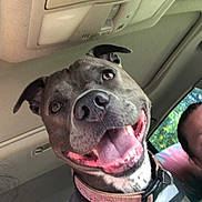 Princess is registered to the contest to win money with this photo: dog, happy, smiling, car_interior, collar, harness, tongue_out, pet, seat, window, person, daylight, canine, closeup, animal, car, seatbelt, cheerful, inside, companion