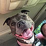 dog, happy, smiling, car_interior, collar, harness, tongue_out, pet, seat, window, person, daylight, canine, closeup, animal, car, seatbelt, cheerful, inside, companion