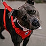 dog, black_dog, pet, animal, canine, harness, red_harness, bandana, sidewalk, outdoor, close_up, portrait, looking_up, fur, ears, whiskers, leash, companion, friendly, curious