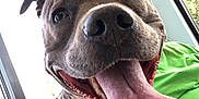 Princess is registered to the contest to win money with this photo: dog, tongue_out, happy, close_up, pet, canine, indoor, window, person, green_shirt, leash, black_harness, smiling, fur, ears, mouth, teeth, bright, daylight, animal