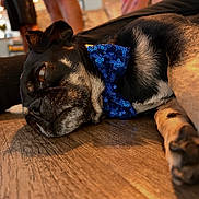 Nino joined the competition — help win amazing prizes! dog, bow_tie, black_dog, lying_down, wooden_floor, indoor, pet, close_up, relaxed, sock, paw, fur, animal, companion, domestic, resting, cute, blue_bow_tie, casual, cozy