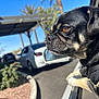 Nino is registered to the contest to win money with this photo: dog, car, window, outdoor, sunny, parking_lot, black_dog, tan_markings, pet, animal, closeup, shiny_coat, gazing, side_profile, leash, harness, pavement, plants, daytime, sky