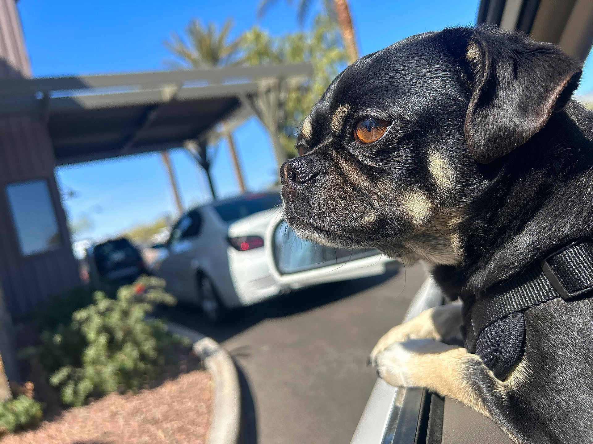 Nino is registered to the contest to win money with this photo: dog, car, window, outdoor, sunny, parking_lot, black_dog, tan_markings, pet, animal, closeup, shiny_coat, gazing, side_profile, leash, harness, pavement, plants, daytime, sky