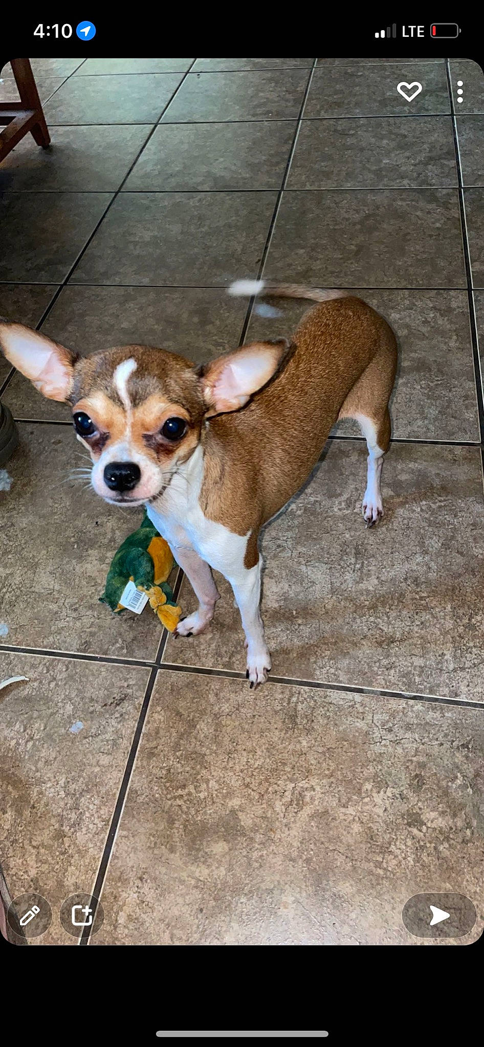 Belle is registered to the contest to win money with this photo: canidae, carnivore, chihuahua, collar, companion_dog, dog, dog_breed, dog_supply, fawn, fur, leash, russkiy_toy, sidewalk, snout, sporting_group, tail, terrestrial_animal, toy_dog, whiskers, working_animal