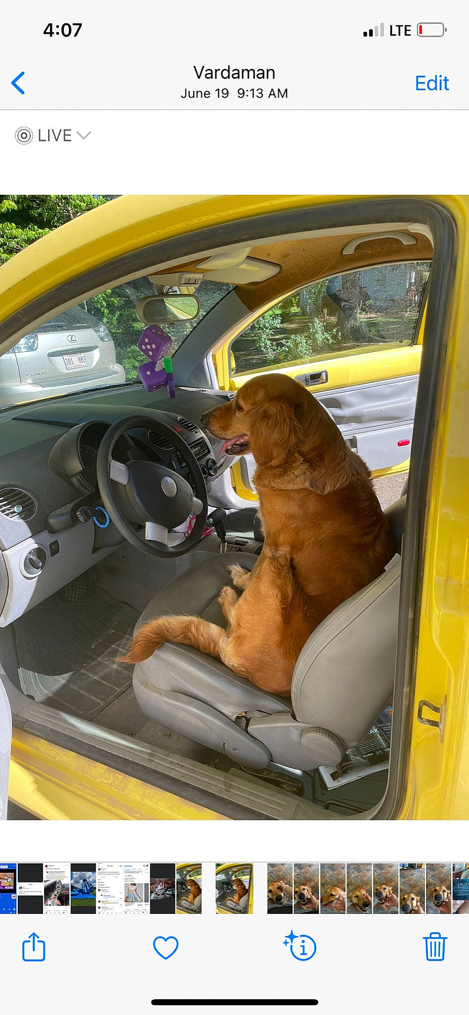 Bella is registered to the contest to win money with this photo: auto_part, automotive_design, automotive_exterior, automotive_mirror, car, car_seat, car_seat_cover, carnivore, companion_dog, dog, fawn, mode_of_transport, motor_vehicle, personal_luxury_car, snout, steering_wheel, tints_and_shades, vehicle, vehicle_door, yellow