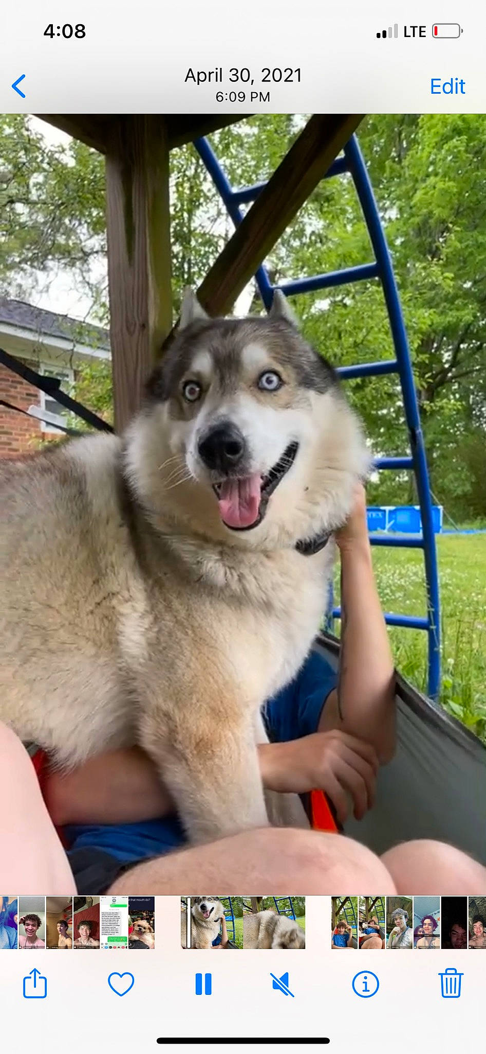 Blade is registered to the contest to win money with this photo: ancient_dog_breeds, canidae, carnivore, collar, companion_dog, dog, dog_breed, fang, fawn, fur, leisure, paw, pet_supply, plant, recreation, snout, sporting_group, tree, whiskers, working_dog