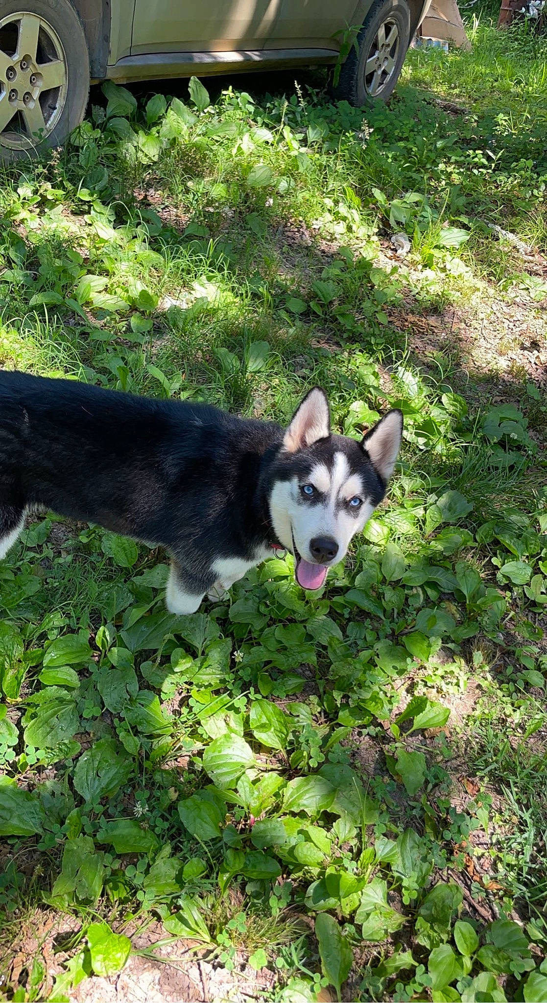 Drake joined the competition — help win amazing prizes! carnivore, companion_dog, dog, dog_breed, grass, groundcover, herding_dog, non_sporting_group, plant, sporting_group, tail, terrestrial_animal, tree, working_animal, working_dog