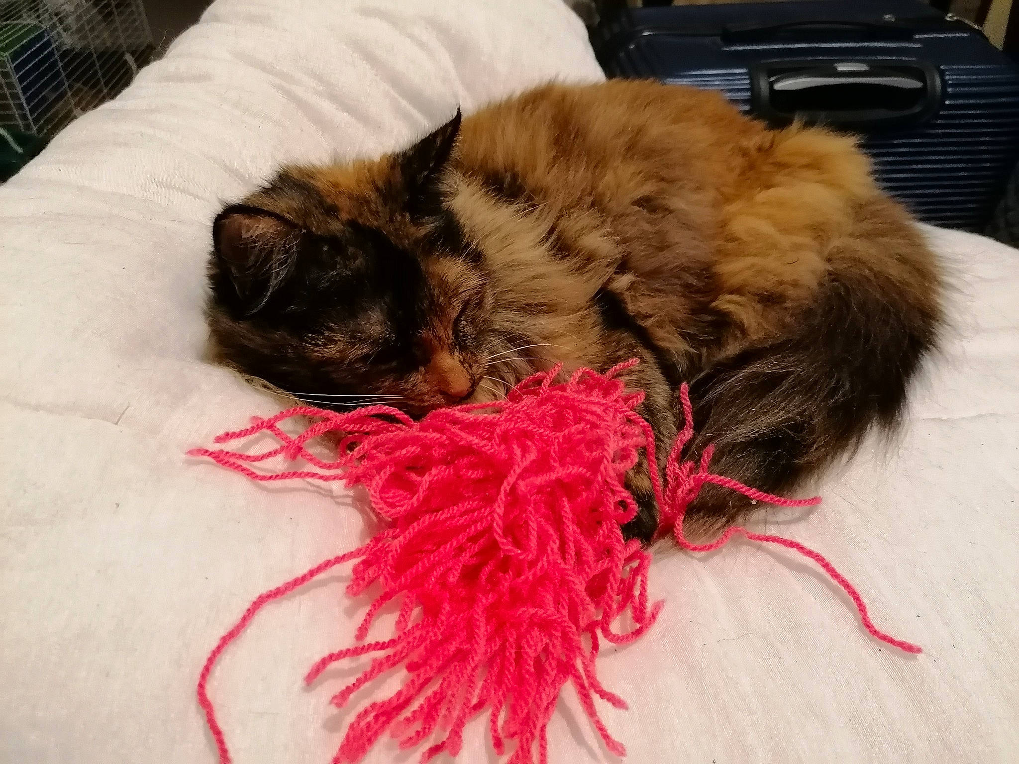 Louna a rejoint le concours — aidez-le/la à gagner de superbes lots ! canidae, carnivore, cat, claw, comfort, companion_dog, dog_breed, domestic_short_haired_cat, fawn, felidae, flooring, fur, liver, nap, paw, small_to_medium_sized_cats, snout, sporting_group, tail, whiskers