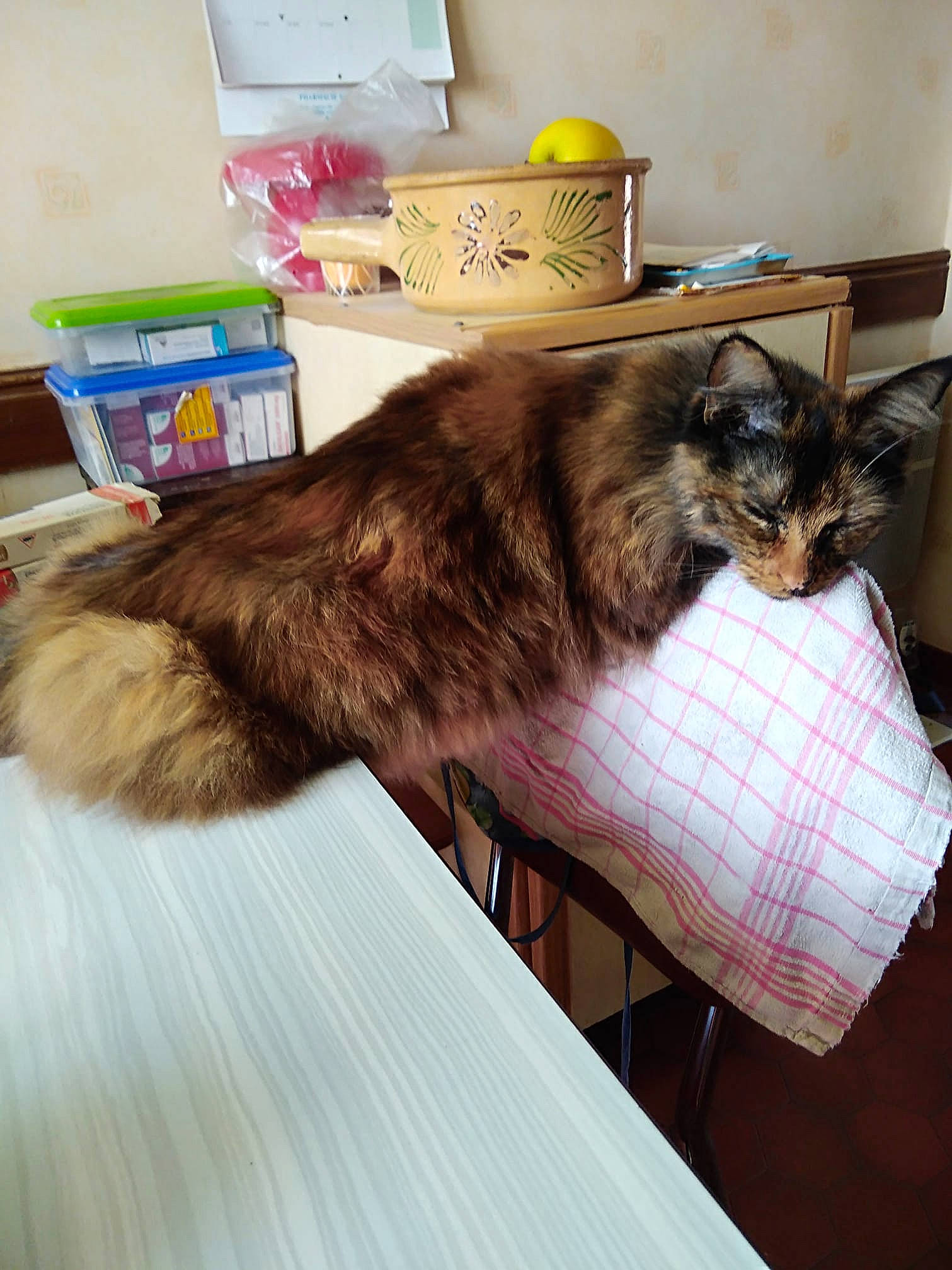 Louna participe au concours pour gagner de l'argent avec cette photo : box, carnivore, cat, felidae, fur, household_supply, laminate_flooring, lamp, plywood, siamese, small_to_medium_sized_cats, varnish, vertebrate, whiskers, wood_flooring, wood_stain