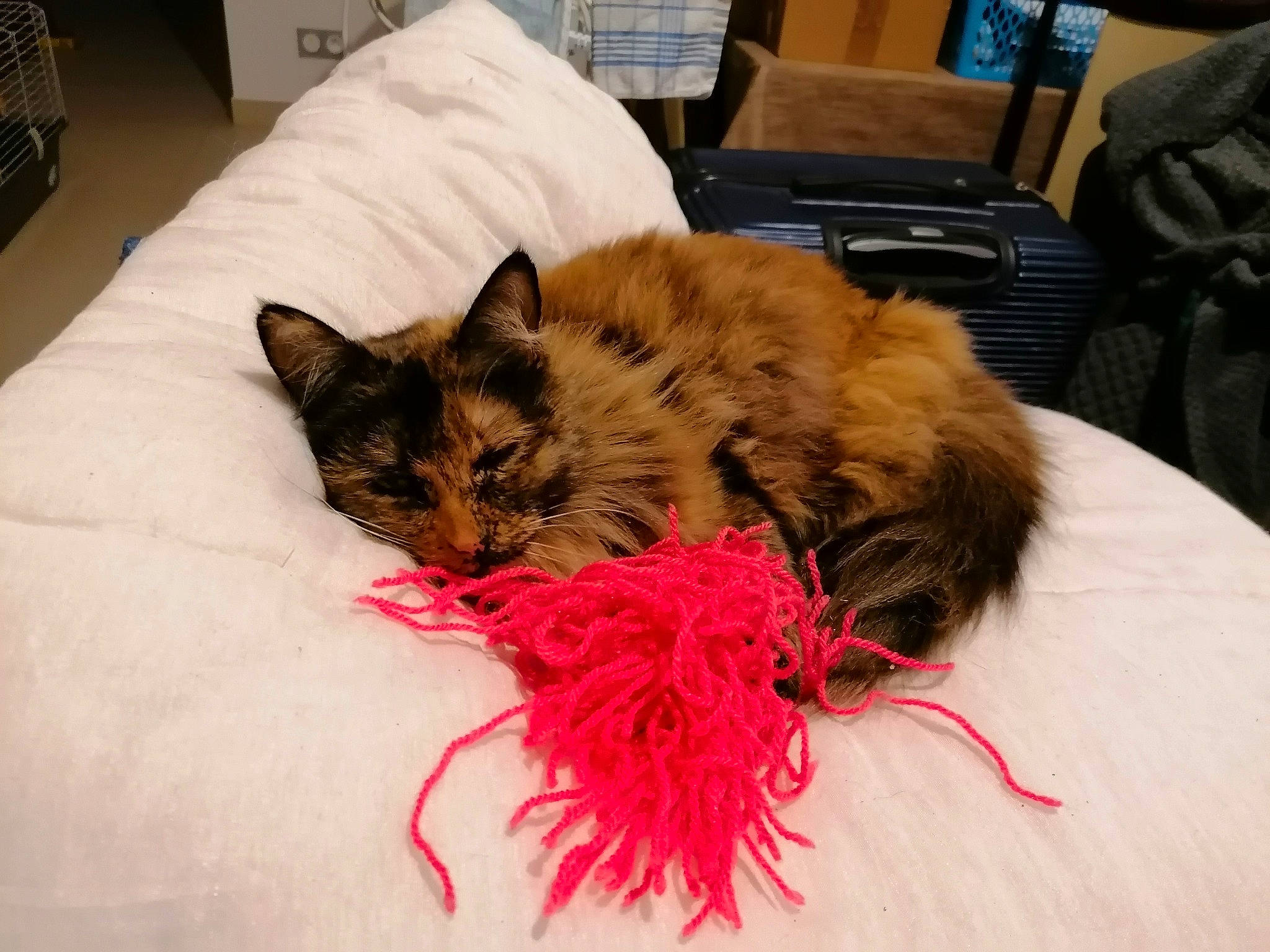 Louna participe au concours pour gagner de l'argent avec cette photo : bag, bed, box, cabinetry, carnivore, cat, chair, claw, comfort, couch, domestic_short_haired_cat, fawn, felidae, fur, linens, plant, room, small_to_medium_sized_cats, tail, whiskers