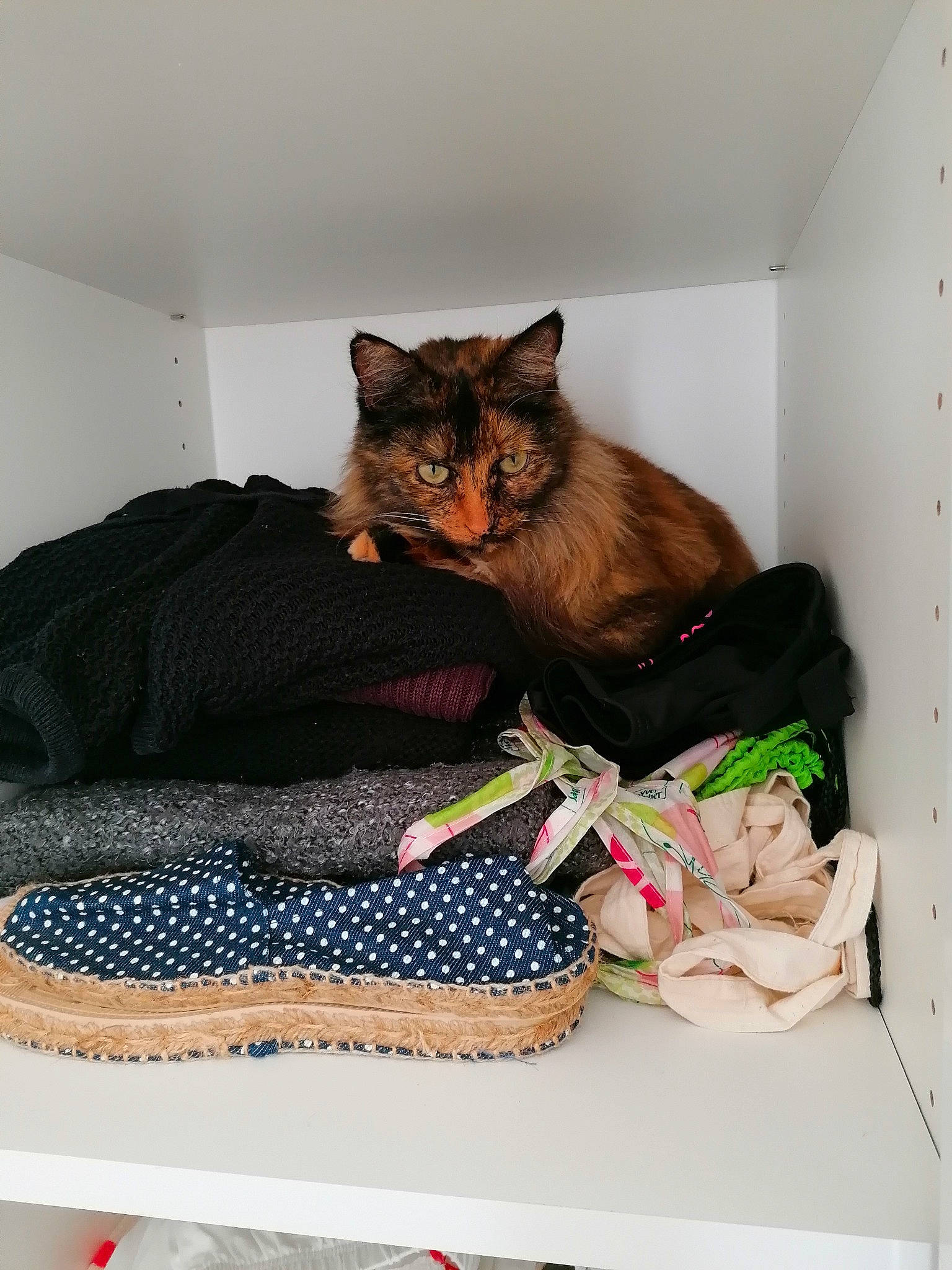 Louna participe au concours pour gagner de l'argent avec cette photo : bed, carnivore, cat, cat_supply, comfort, couch, domestic_short_haired_cat, fawn, felidae, fur, linens, living_room, luggage_and_bags, pattern, pillow, sitting, small_to_medium_sized_cats, studio_couch, tail, whiskers