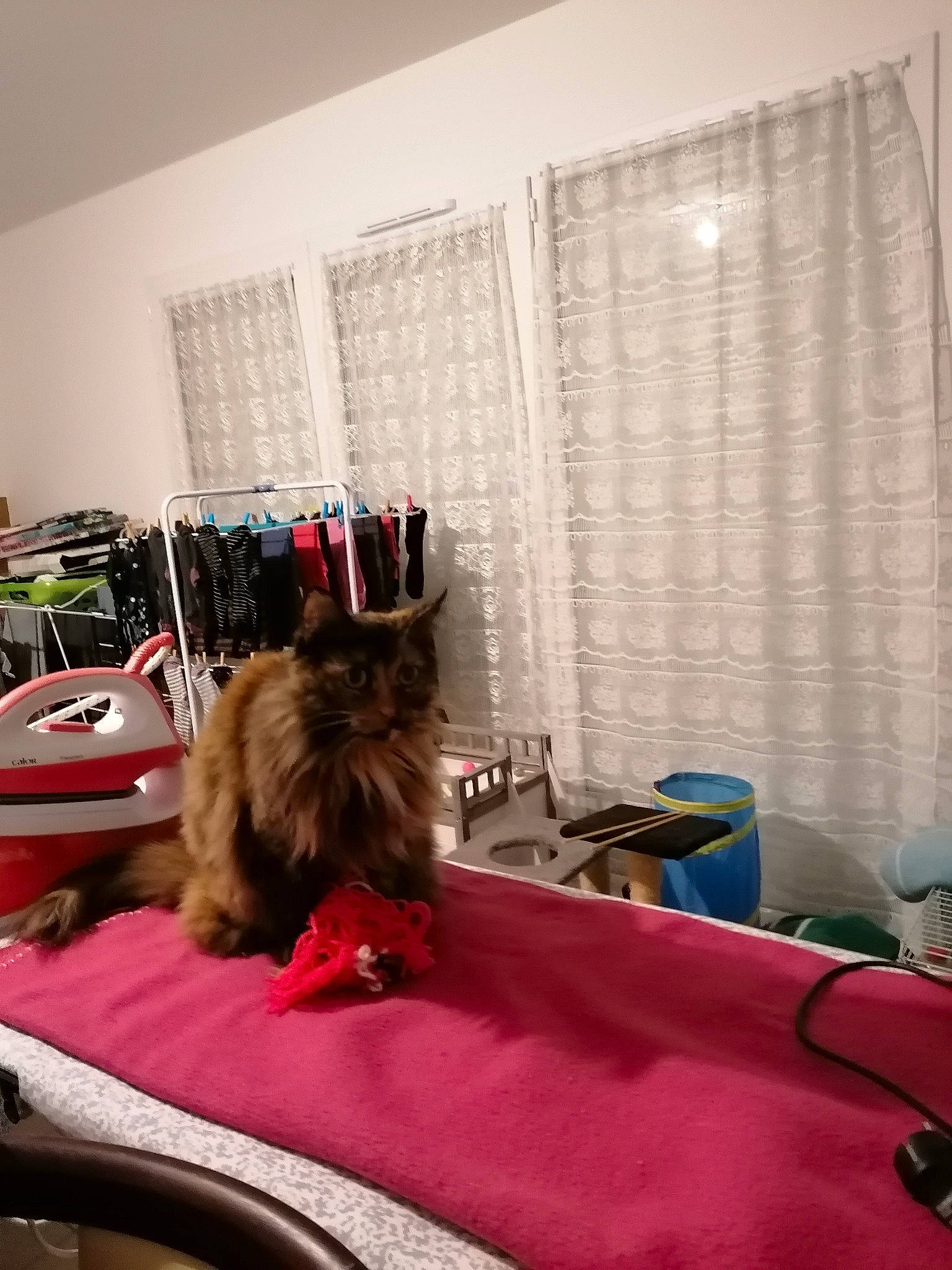 Louna participe au concours pour gagner de l'argent avec cette photo : canidae, carnivore, comfort, companion_dog, curtain, dog, event, fawn, felidae, flooring, fur, interior_design, linens, room, small_to_medium_sized_cats, textile, toy_dog, window_blind, window_covering, window_treatment