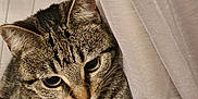 Moon participe au concours pour gagner de l'argent avec cette photo : animal, cat, closeup, curious, curtain, cute, domestic_cat, feline, fur, indoor, mammal, paw, pet, playful, portrait, resting, soft_lighting, striped, tabby, whiskers