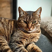 Mara a rejoint le concours — aidez-le/la à gagner de superbes lots ! cat, tabby, feline, pet, animal, fur, whiskers, ears, green_eyes, close_up, indoor, relaxed, cute, mammal, lying_down, striped, portrait, soft_light, cozy, resting