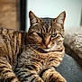 cat, tabby, feline, pet, animal, fur, whiskers, ears, green_eyes, close_up, indoor, relaxed, cute, mammal, lying_down, striped, portrait, soft_light, cozy, resting