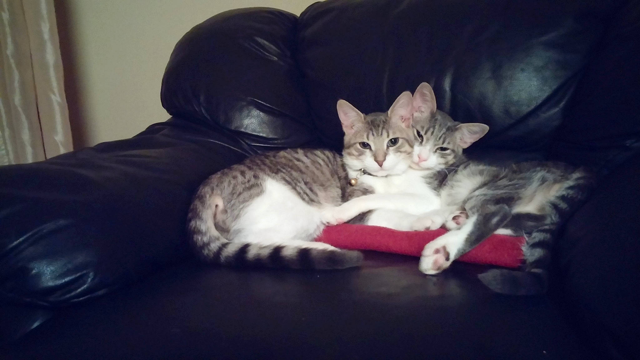 Pinky is registered to the contest to win money with this photo: carnivore, cat, comfort, domestic_short_haired_cat, felidae, fur, kitten, paw, small_to_medium_sized_cats, vertebrate, whiskers