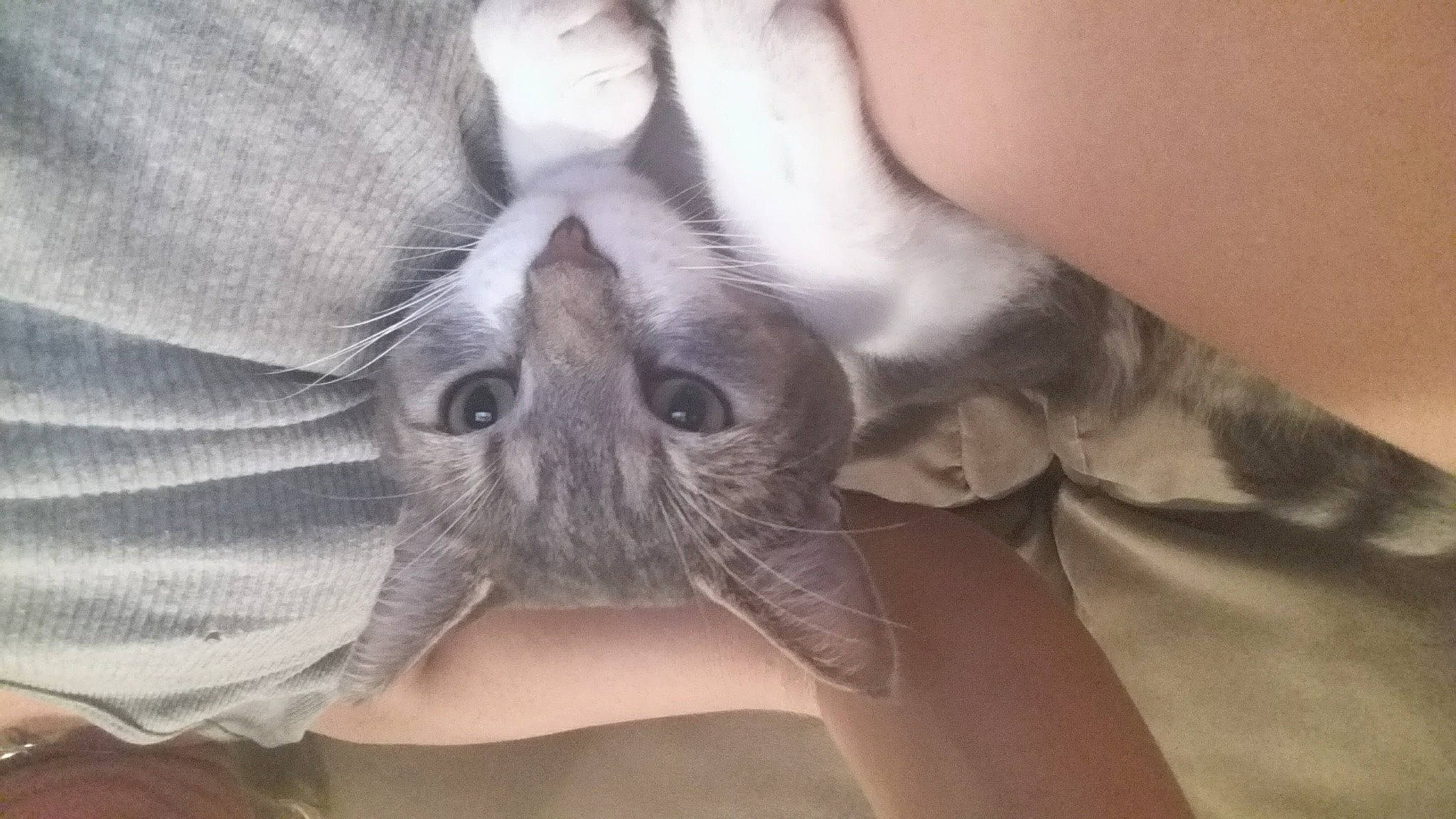 Brain is registered to the contest to win money with this photo: carnivore, cat, comfort, felidae, grey, skin, small_to_medium_sized_cats, whiskers