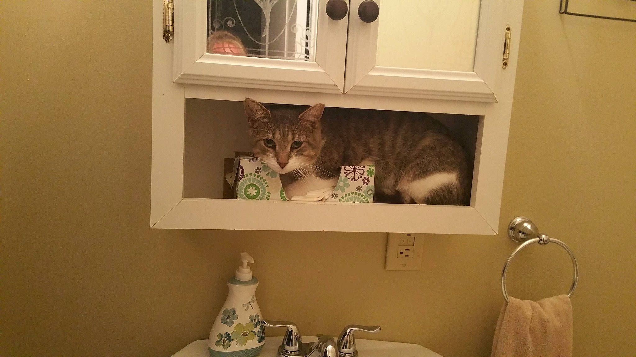 Brain is registered to the contest to win money with this photo: carnivore, cat, ceramic, domestic_short_haired_cat, felidae, home, home_accessories, household_hardware, household_supply, pet_supply, porcelain, pottery, room, shelving, small_to_medium_sized_cats, still_life_photography, vertebrate, whiskers