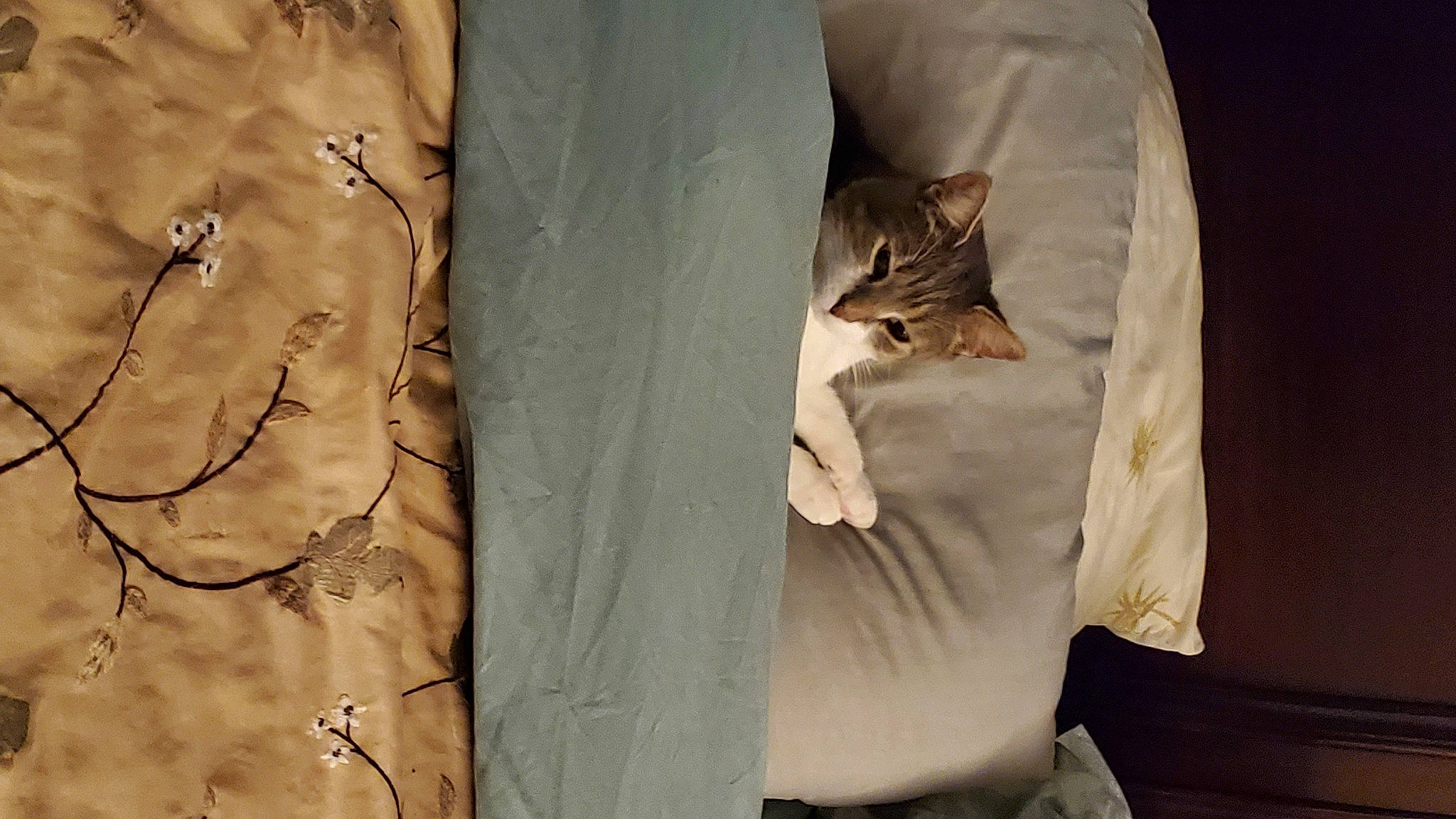 Brain is registered to the contest to win money with this photo: beige, carnivore, cat, domestic_short_haired_cat, fawn, felidae, fur, small_to_medium_sized_cats, whiskers