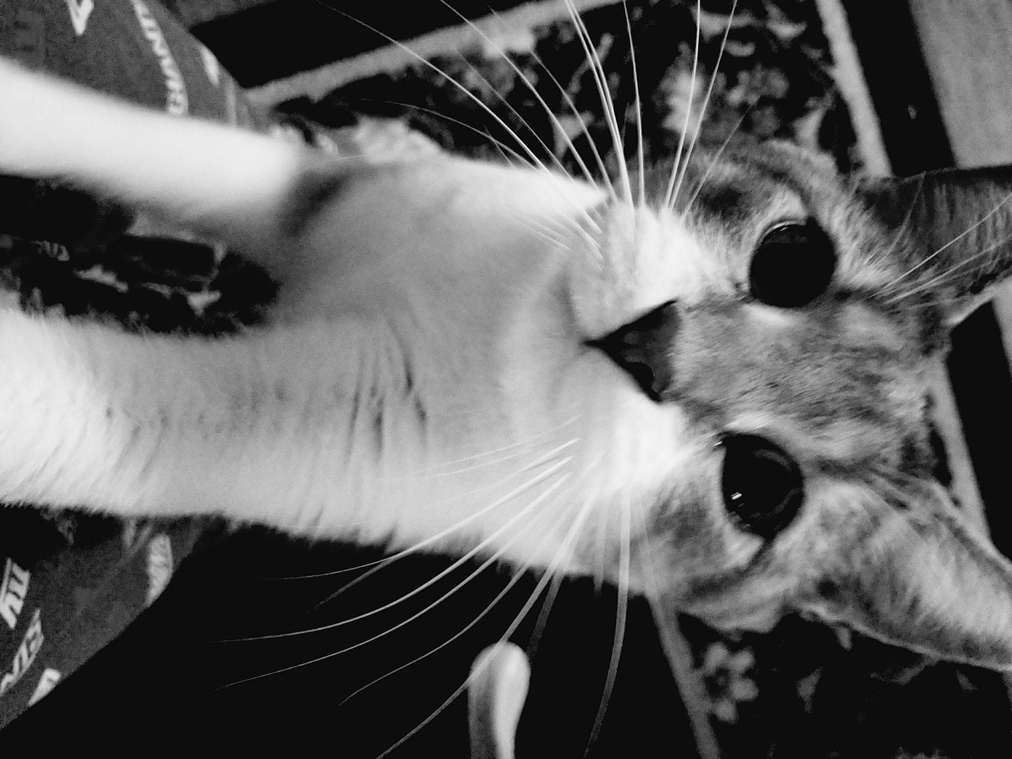 Brain is registered to the contest to win money with this photo: black, black_and_white, carnivore, cat, close_up, domestic_short_haired_cat, felidae, fur, iris, monochrome, monochrome_photography, small_to_medium_sized_cats, snout, terrestrial_animal, vertebrate, whiskers, wildlife