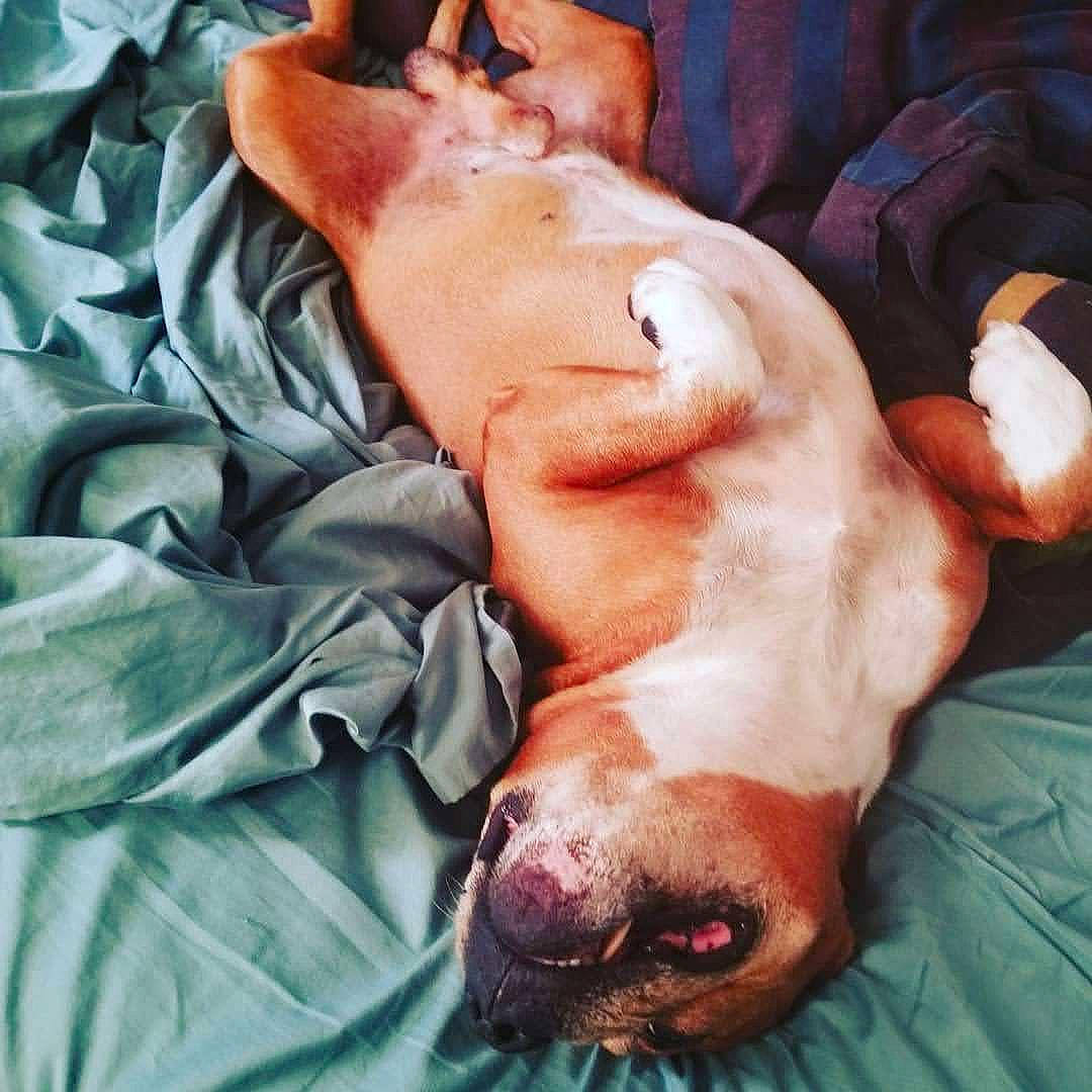 Sam joined the competition — help win amazing prizes! canidae, carnivore, companion_dog, dog, dog_breed, domestic_pig, flesh, liver, snout, sporting_group, suidae