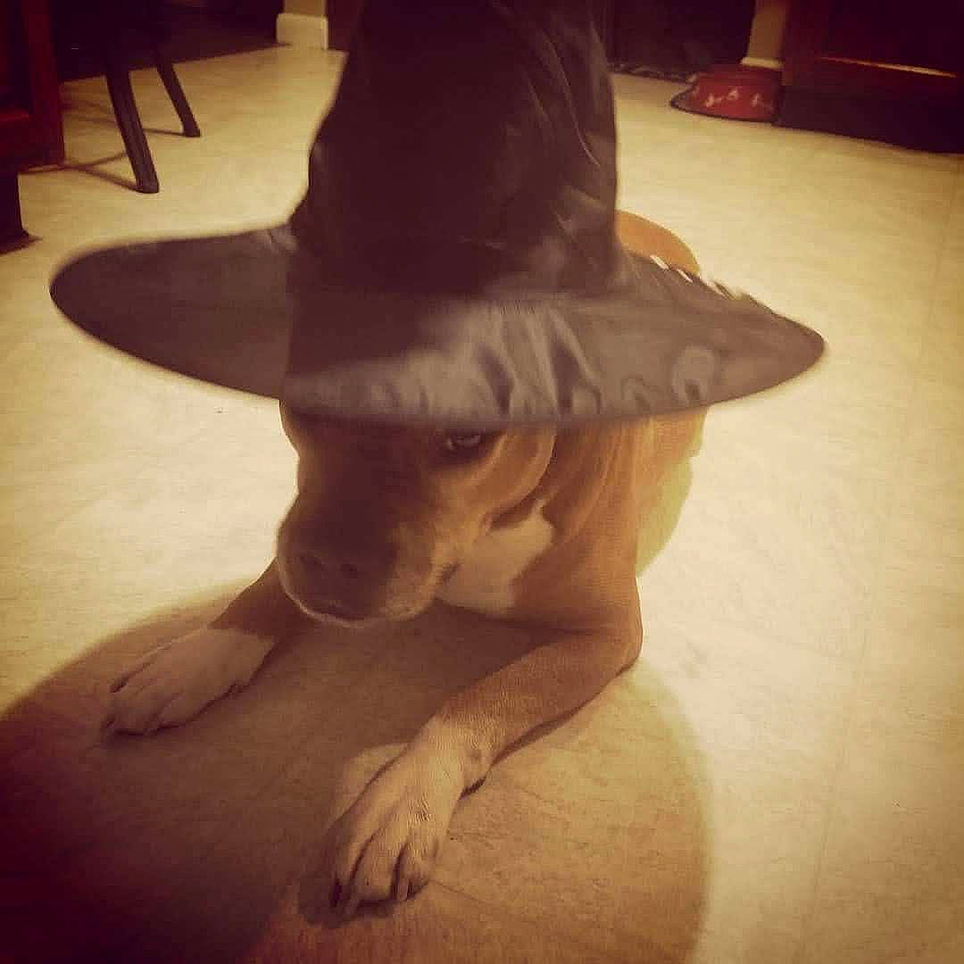 Sam joined the competition — help win amazing prizes! canidae, carnivore, costume_accessory, costume_hat, dog, dog_breed, dog_toy, fedora, floor, flooring, foot, hat, headgear, non_sporting_group, paw, snout, sporting_group, sun_hat, witch_hat, working_animal