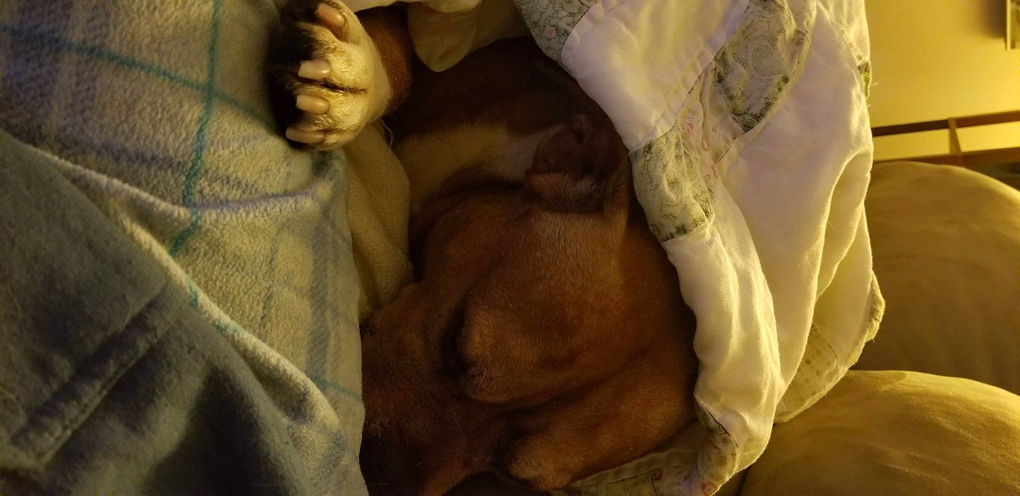 Sam joined the competition — help win amazing prizes! canidae, dog_breed, fawn, nap, sleep