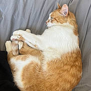 Sade a rejoint le concours — aidez-le/la à gagner de superbes lots ! cat, orange_cat, white_cat, pet, sleeping, resting, bed, blanket, fur, animal, cute, domestic_cat, cozy, relaxed, side_view, indoor, whiskers, paws, tail, feline