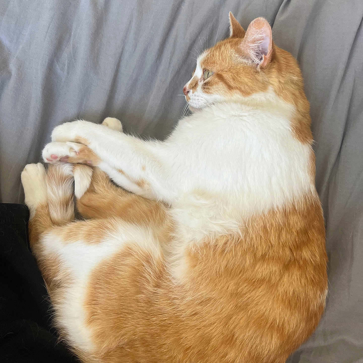 Sade a rejoint le concours — aidez-le/la à gagner de superbes lots ! animal, bed, blanket, cat, cozy, cute, domestic_cat, feline, fur, indoor, orange_cat, paws, pet, relaxed, resting, side_view, sleeping, tail, whiskers, white_cat