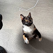 Menti a rejoint le concours — aidez-le/la à gagner de superbes lots ! cat, calico, curious, playing, string, indoor, floor, pet, animal, whiskers, ears, paws, looking_up, feline, domestic_cat, alert, cute, young_cat, shadow, light