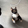 cat, calico, curious, playing, string, indoor, floor, pet, animal, whiskers, ears, paws, looking_up, feline, domestic_cat, alert, cute, young_cat, shadow, light