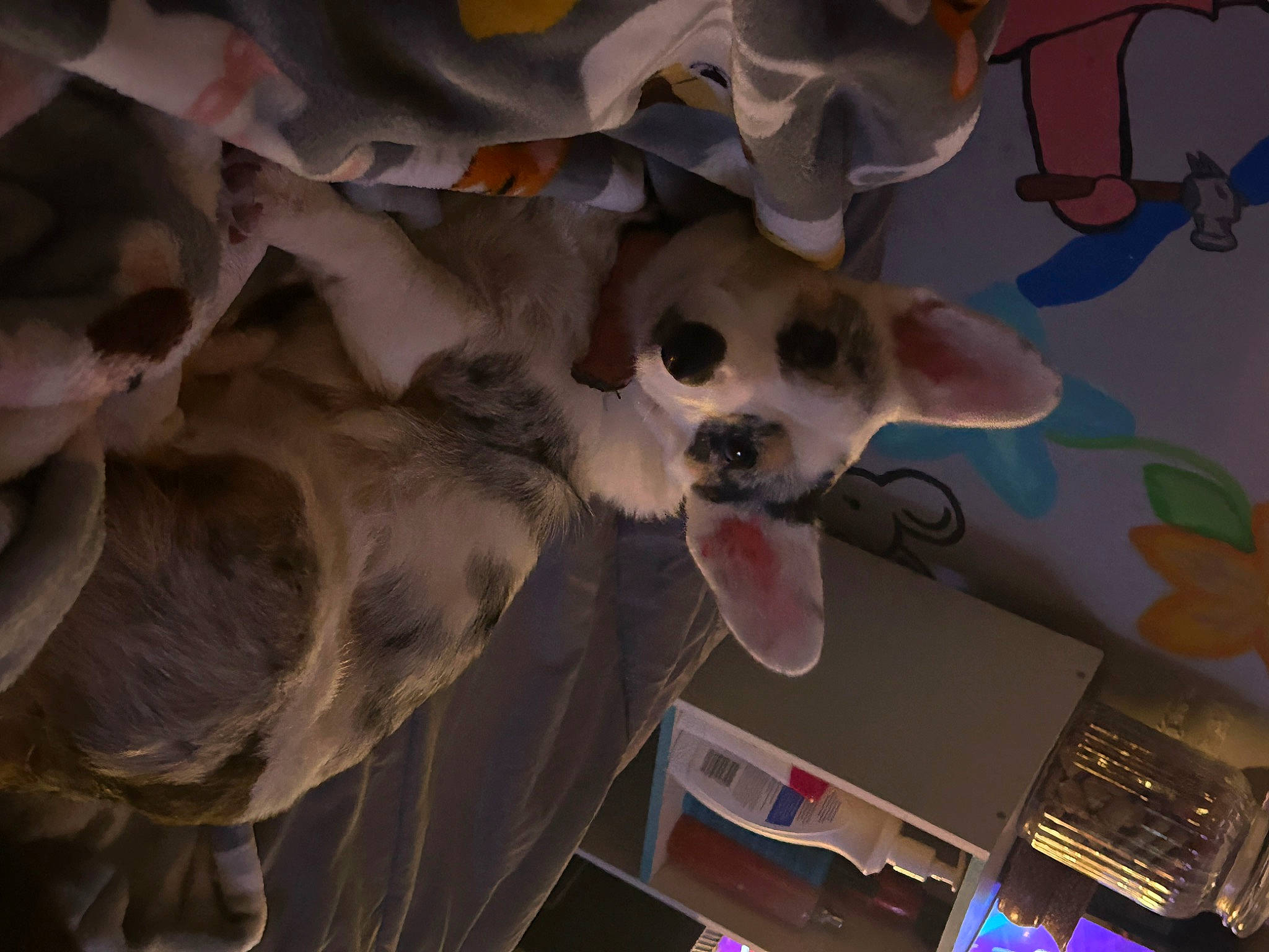 Veda is registered to the contest to win money with this photo: bone, canidae, carnivore, companion_dog, corgi_chihuahua, dog, dog_breed, eyewear, fawn, fun, fur, pattern, paw, room, skull, snout, sporting_group, stuffed_toy, toy_dog, whiskers