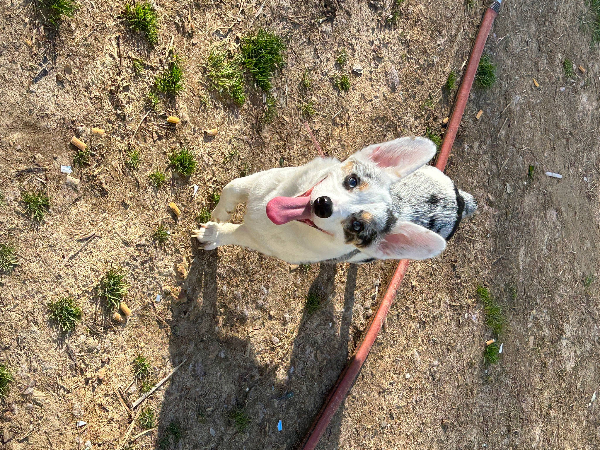 Veda is registered to the contest to win money with this photo: adventure, canidae, carnivore, collar, companion_dog, dog, dog_breed, dog_collar, fashion_accessory, fawn, grass, leash, plant, recreation, snout, soil, sporting_group, toy, tracking_trial, working_animal