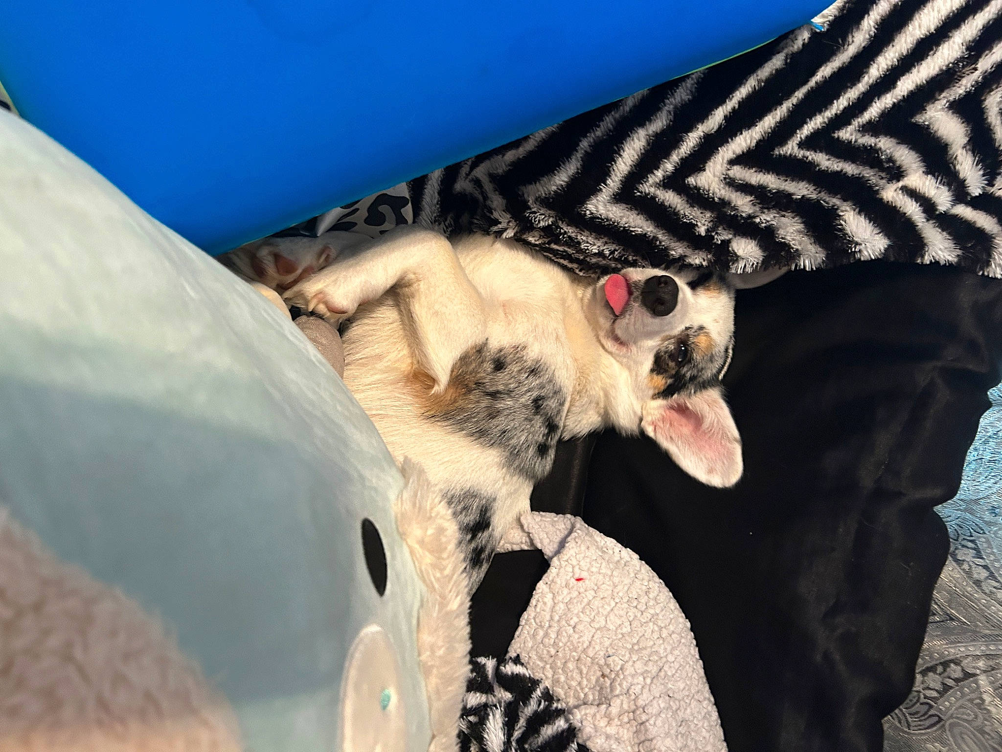 Veda is registered to the contest to win money with this photo: aircraft, carnivore, comfort, companion_dog, couch, dog, dog_breed, eyewear, fawn, felidae, foot, fur, goggles, human_leg, sleeve, snout, sunglasses, toy_dog, vision_care, whiskers