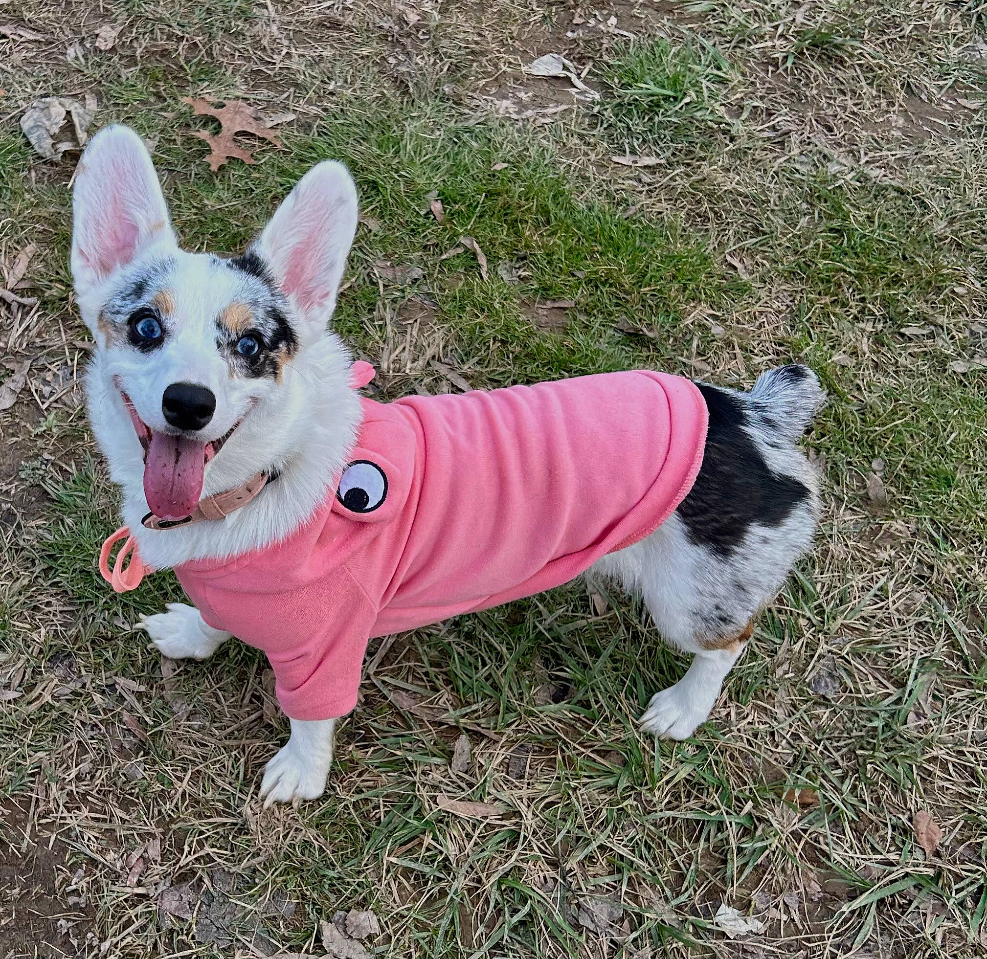 Veda joined the competition — help win amazing prizes! canidae, carnivore, collar, companion_dog, dog, dog_breed, dog_clothes, dog_collar, dog_supply, fawn, grass, leash, mammal, pet_supply, plant, snout, sporting_group, tail, vertebrate, working_animal