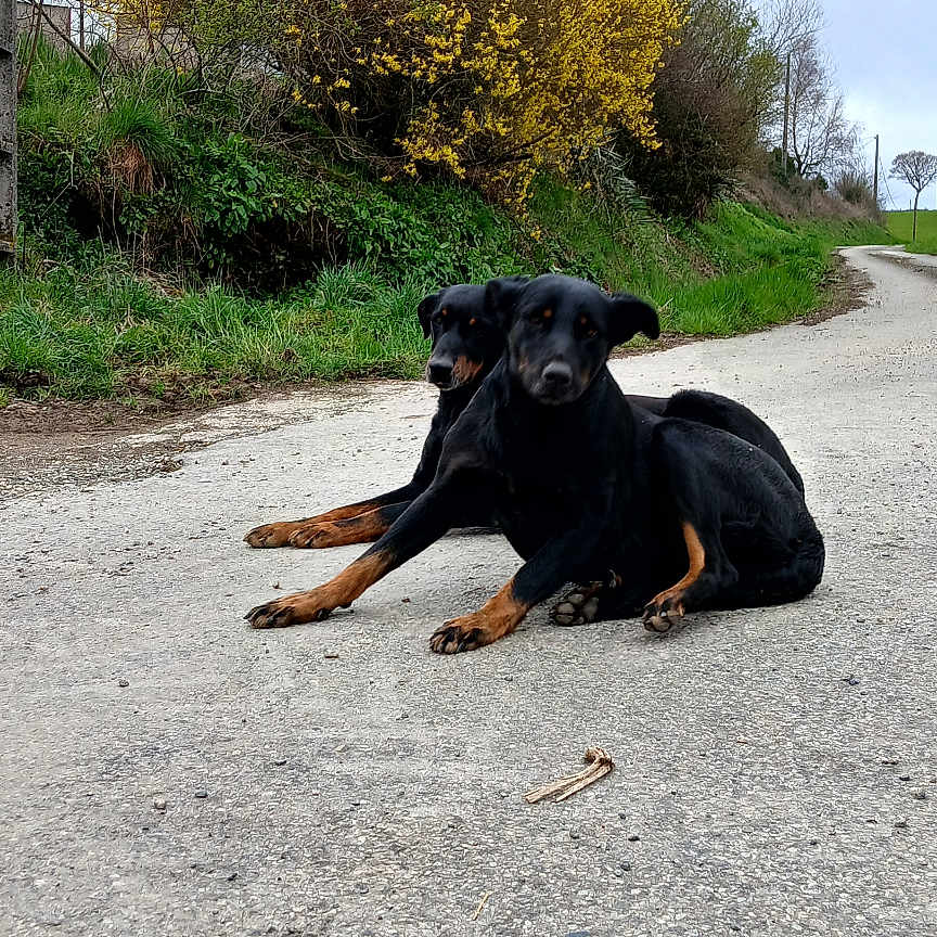 Ludovic Cachia a rejoint le concours — aidez-le/la à gagner de superbes lots ! accessories, alloywheel, animal, bull, canine, car, carwheel, dog, gravel, hound, labradorretriever, machine, path, pet, plant, road, spoke, strap, tarmac, tree
