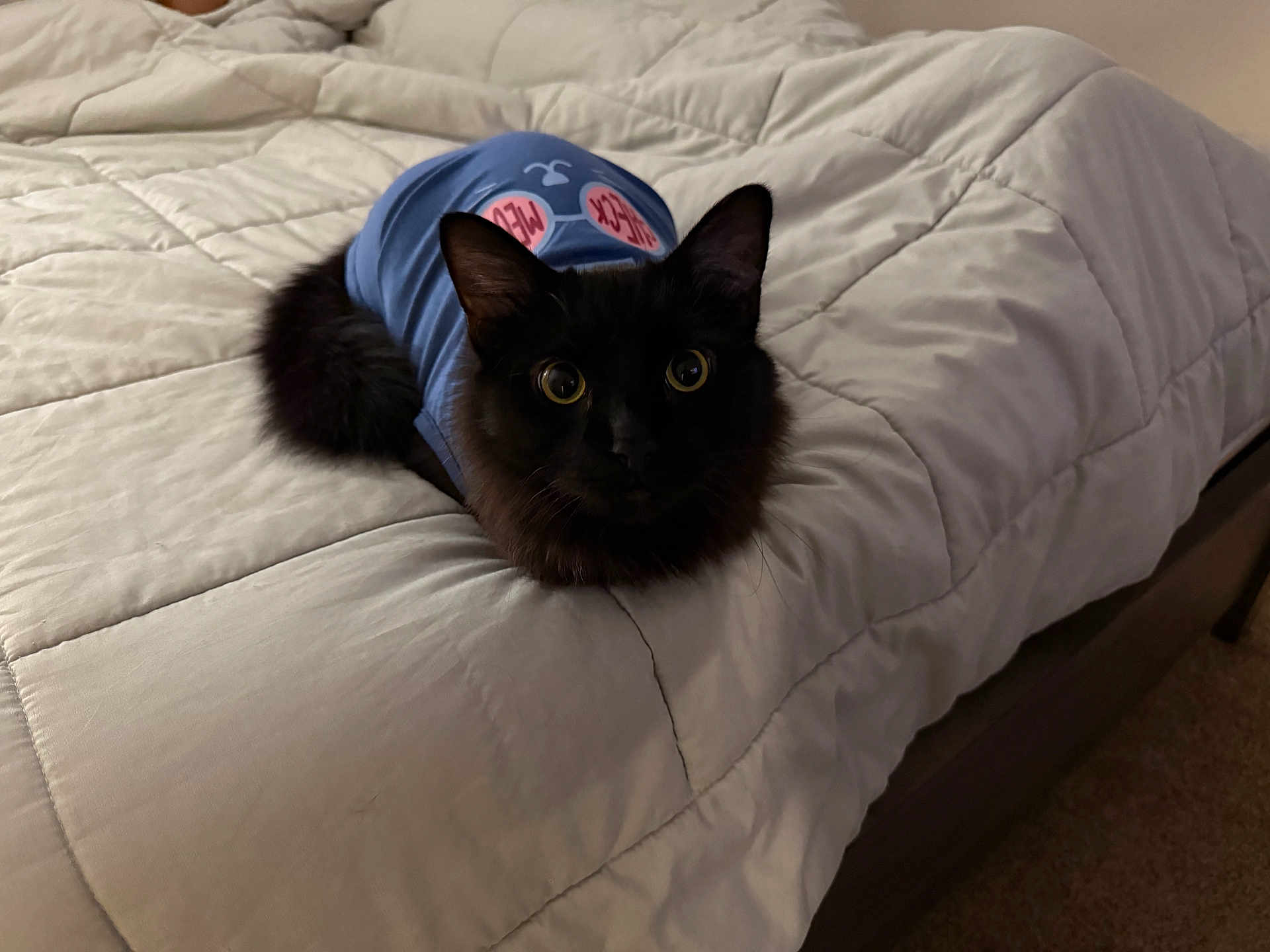 Winston is registered to the contest to win money with this photo: cat, black_cat, pet, bed, blanket, shirt, clothing, large_eyes, whiskers, feline, tail, paw, indoor, cozy, bedding, portrait, looking_at_camera, cute, curious, fur