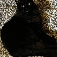 Winston joined the competition — help win amazing prizes! cat, black_cat, feline, pet, indoor, sofa, couch, upholstery, patterned_background, yellow_eyes, tongue, whiskers, fluffy, sitting, portrait, closeup, domestic_animal, home, surprised_expression, fur