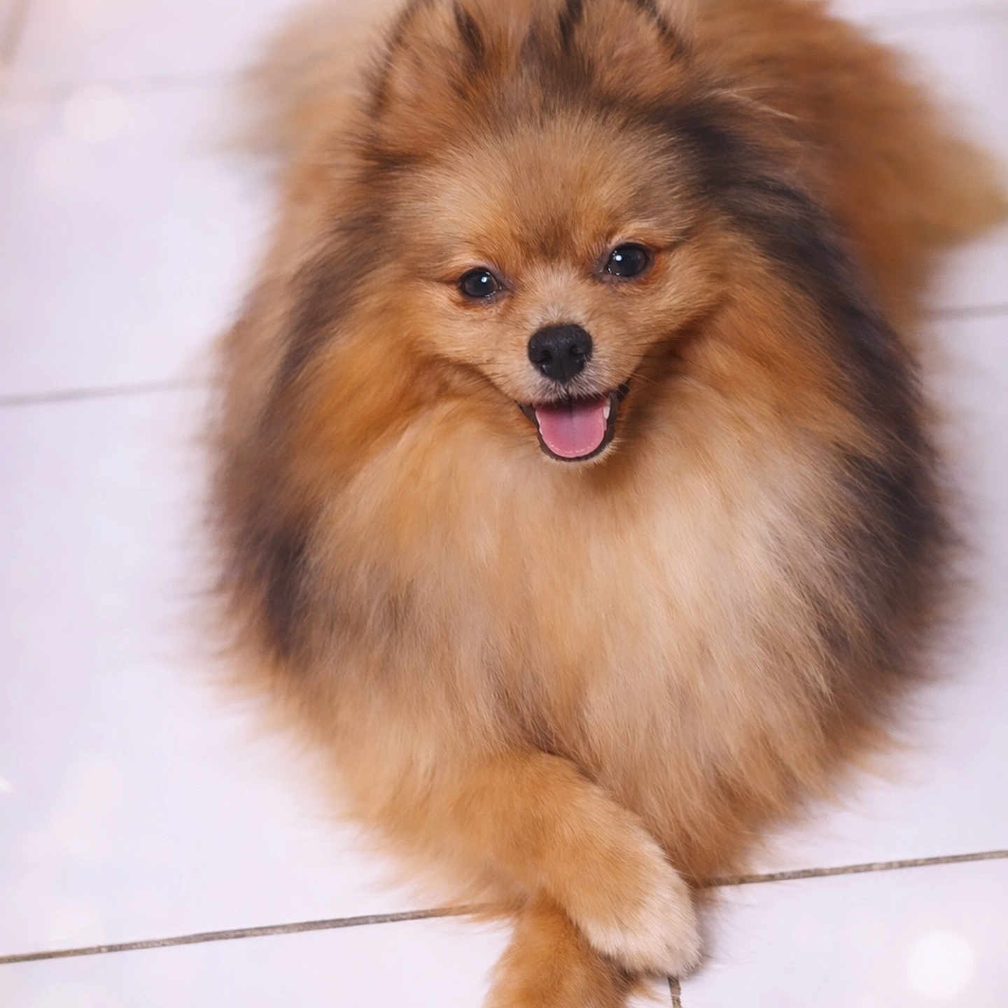 Ayrón participe au concours pour gagner de l'argent avec cette photo : dog, pomeranian, fluffy, smiling, happy, pet, animal, indoor, floor, white_tile, cute, crossed_paws, fur, portrait, small_dog, canine, friendly, domestic_animal, companion, tongue_out