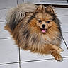 Ayrón participe au concours pour gagner de l'argent avec cette photo : dog, pomeranian, pet, fluffy, fur, smiling, indoor, floor, tile, crossed_paws, animal, cute, companion, small_dog, domestic_animal, canine, happy, resting, portrait, household