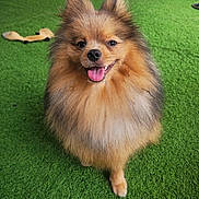 Ayrón participe au concours pour gagner de l'argent avec cette photo : dog, pomeranian, fluffy, smiling, tongue_out, sitting, artificial_grass, green, indoor, toy, background, pet, cute, happy, fur, small_dog, animal, companion, domestic, portrait