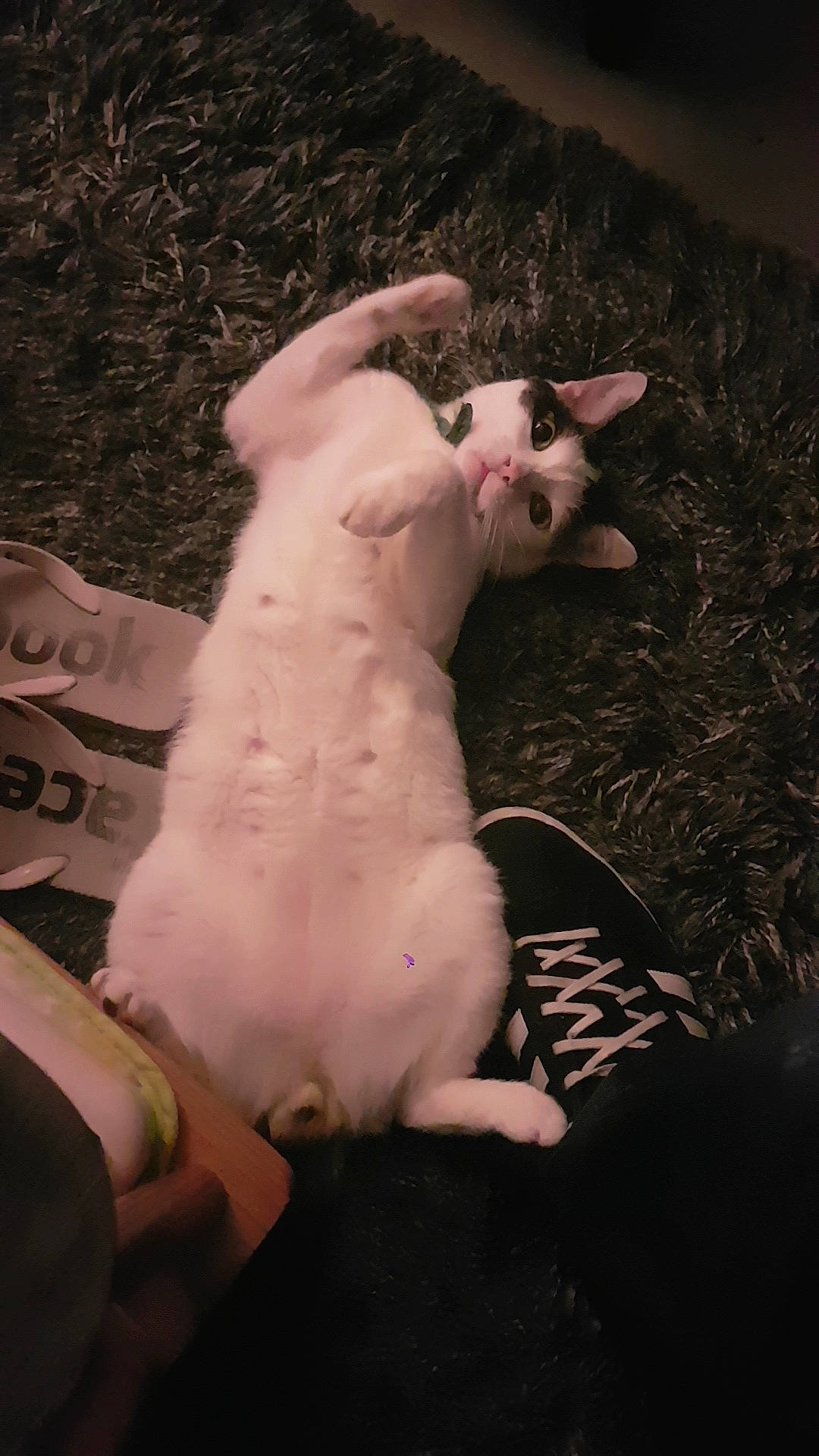 Ganja participe au concours pour gagner de l'argent avec cette photo : bull_terrier_miniature, canidae, carnivore, companion_dog, dog, dog_breed, fawn, mammal, non_sporting_group, puppy, puppy_love, tail, vertebrate