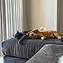 animal, cat, comfortable, cozy, cute, domestic, furniture, gray_cat, home, indoor, living_room, napping, orange_tabby, ottoman, pets, relaxed, resting, sleeping, sunlight, vertical_blinds