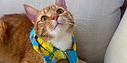 Crispy joined the competition — help win amazing prizes! beige_couch, blue_scarf, cat, close_up, couch, cozy, curious, cute, domestic_cat, furniture, indoor, lemon_pattern, looking_up, orange_cat, paws, pet, relaxed, scarf, tabby_cat, whiskers