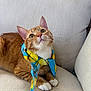 beige_couch, blue_scarf, cat, close_up, couch, cozy, curious, cute, domestic_cat, furniture, indoor, lemon_pattern, looking_up, orange_cat, paws, pet, relaxed, scarf, tabby_cat, whiskers