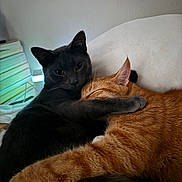 Angus joined the competition — help win amazing prizes! affection, animals, bed, black_cat, books, cat, closeup, cozy, cute, ears, feline, fur, hugging, indoor, lamp, orange_cat, pets, resting, sleeping, whiskers