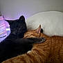 Angus is registered to the contest to win money with this photo: animal, black_cat, cat, closeup, companionship, cozy, cuddle, cute, cute_animals, domestic_cat, feline, fur, hug, indoor, orange_cat, pet, relaxing, resting, sleeping, soft_light